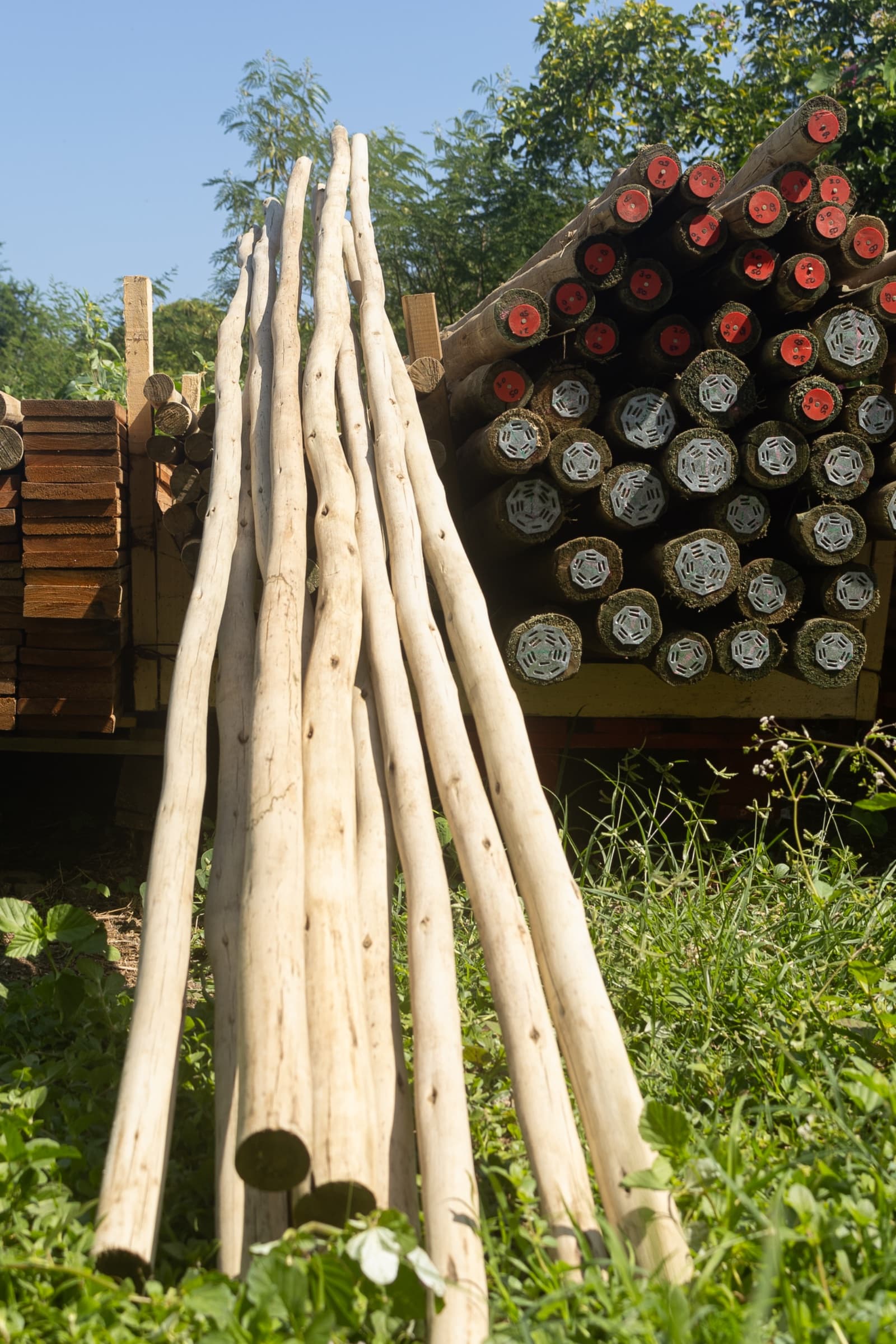 Rondins Eucalyptus Ø 32/50 mm